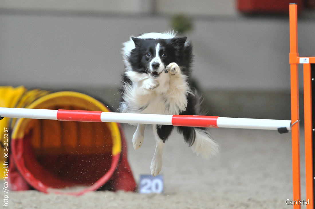 Stardust at the European Open Agility Championships