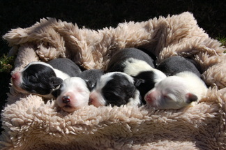 Border collie pups in South Africa