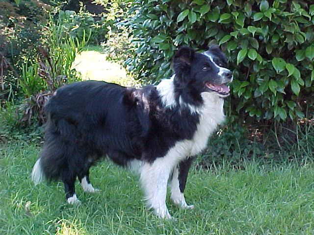 Imported border collie from the UK to South Africa